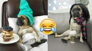 🐵 Funniest Animals 🐰   Try Not To Laugh 😹   Funny Domestic And Wild Animals' Life-2021