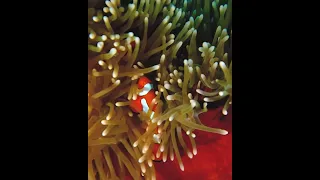 Clownfish