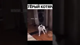 СМЕШНЫЕ ЖИВОТНЫЕ 2019.СМЕХ ДО СЛЕЗ. КУМЕДНІ ТВАРИНИ. FUNNY ANIMALS.ПРИКОЛЫ С ЖИВОТНЫМИ.