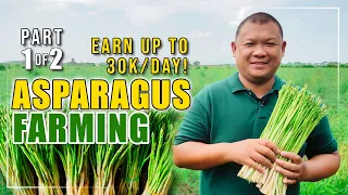 BEST ASPARAGUS FARMING | PWEDENG KUMITA NG 30K PER DAY SA ASPARAGUS FARMING | MAGKANO ANG CAPITAL?