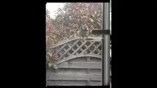 Clever Blue tit shows some amazing agility.
