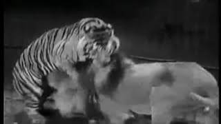 Lion Vs Tiger