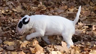 I GOT A NEW PUPPY! (Bull Terrier)