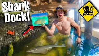 Catching Aquarium STINGRAY Under SHARK INFESTED DOCK!