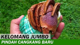 Mengamati Kelomang Jumbo Pindah Cangkang Baru | Aktivitas Kelomang | Crabpedia