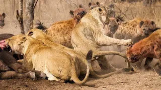 Lions vs hyenas | animal planet full episode in hindi | free documentary nature hindi