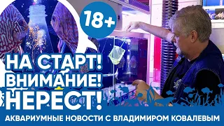 Аквариумные новости с Владимиром Ковалевым (29.04.2023). Бесконечный нерест!