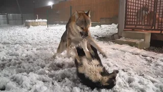 Нападение ВОЛКА на Дворняжку. Бои собак. Волк vs собака. Битва за хайп !