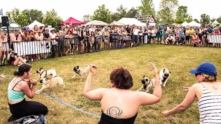 You Had Me At "Pug Race": The Running Of The Pugs At Woofstock 2016