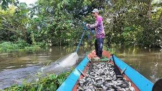 MENJALA KAWANAN IKAN SAPIL SAAT BANJIR