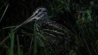 Narcejão - Gallinago undulata | Giant Snipe