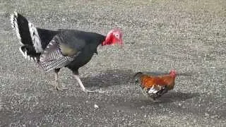 🦃Turkey Dances With Rooster🐔