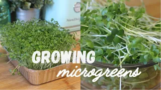 Growing Microgreens + Easy Recipes | Grow Delicious Microgreens Indoors