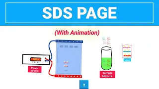 SDS PAGE | Gel Electrophoresis (with animation)