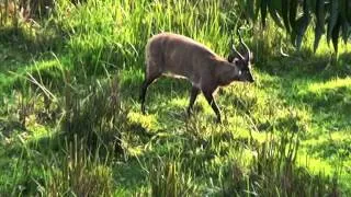 ENDANGERED SITATUNGA