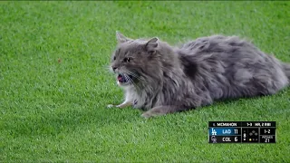 Cat on the field! (Feline holds up game, becomes friends with Cody Bellinger)