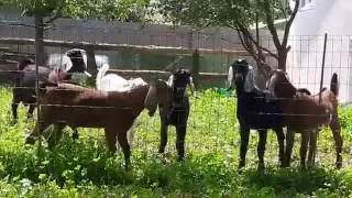 Farm "Kamadhenu Anglo-nubier Goats". 2016.