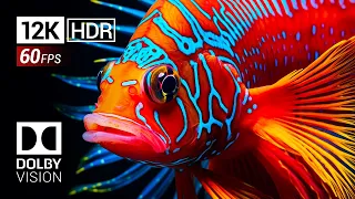 12K HDR 60FPS Dolby Vision™ | Extreme Vibrance