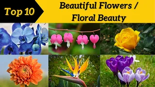 Top 10 Most Beautiful Flowers in the World | Floral Beauty @Top10Discoverist