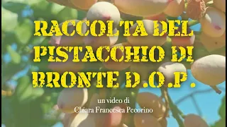 Raccolta del pistacchio di Bronte D.O.P. | Documentary short 2021