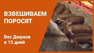 У нас ШОК! Вес поросят Дюрок в 15 дней. Взвесили поросят и поставили железо