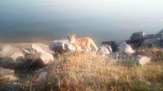 Лисенок в Светловодске