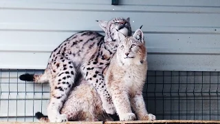 К БОЛЬШИМ КОШКАМ ПРИШЛА ВЕСНА. Будут ли от наших рысей котята?