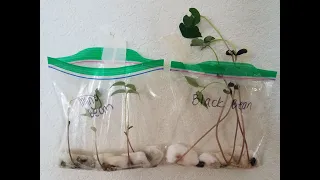 Learning with Teacher Pat: Grow Beans in a Bag