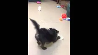 Small Dog Rescue - Monk
