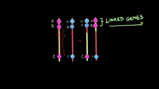 Chromosomes, linkage and recombination - Part 3 | Principles of Inheritance | Biology | Khan Academy