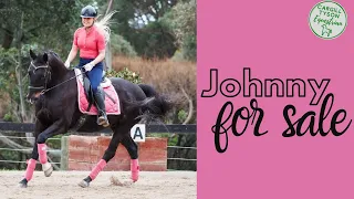 Johnny for sale - Super adorable Black WB X Stock Horse