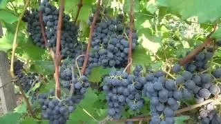 Киевская область, 3 сентября 2016 года. Технические сорта винограда.  ".