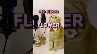베니의 지수(JISOO) - 꽃(FLOWER) cover by Benny the Cat #shorts