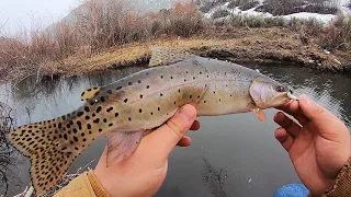 CATCHING CUTTYS at the CREEK! (Catch & Cook)