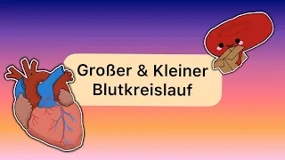 Großer & Kleiner Blutkreislauf (Körper- & Lungenkreislauf)