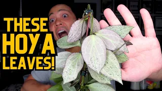 Late Night Hoya Plant Chores 🌱 plant updates | saving my dying hoyas 💚 indoor houseplant care