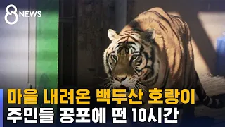 백두산 호랑이, 사람 보자마자 돌진…中 마을 공포 / SBS