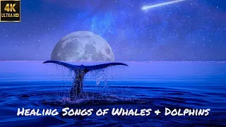 Harmony of Inner Peace: Healing Songs of Whales & Dolphins | Deep Meditation Music | Apex Chakra