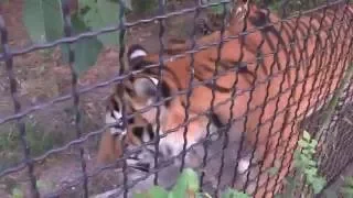 Шерхан вылизывает только что рождённого тигрёнка !!! ( Тайган )