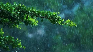 Rainforest Rain Sounds for Sleeping or Studying 🌧️ White Noise Rains 10 Hours