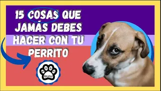 15 cosas que jamás debes hacer con tu perrito