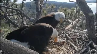 Big Bear Eagle Cam ~ ♥♥ Mom Sees Her New Baby For The First Time ♥♥ 4.14.19