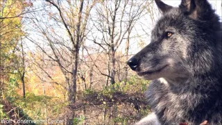 Black Wolf Beauty