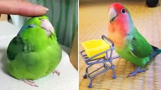 Baby Animals 🔴 Funny Parrots and Cute Birds Compilation (2022) Loros Adorables Recopilación #53