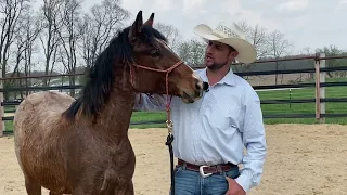 Young Horse is afraid of fly spray