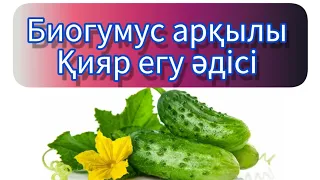 Биогумус арқылы Қияр (огурцы, бәдірен) егу әдісі