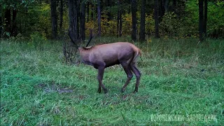 Олени Воронежского заповедника