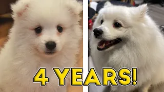 I've Had My Dog For 4 Years!