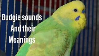 Budgie sounds and their meaninngs