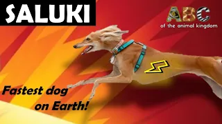 Saluki  - Fastest dog on Earth